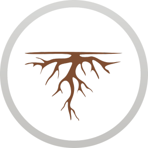 Koreň archangeliky – botanická zložka Harahorn ginu